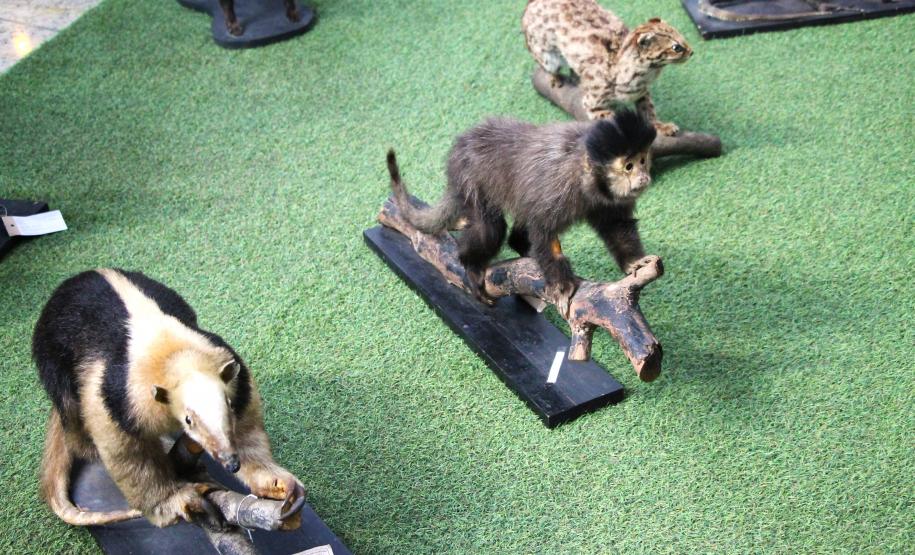 PMPR e Forças de Segurança Intensificam Ações de Proteção à Mulher durante evento da SESP no Shopping Estação