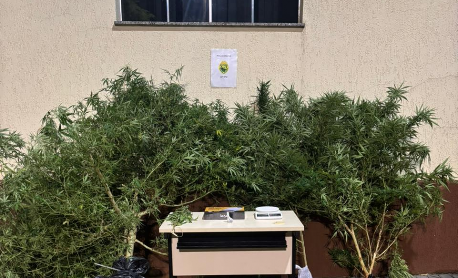 PMPR prende homem por tráfico de drogas e apreende pés de maconha em residência em Pitanga