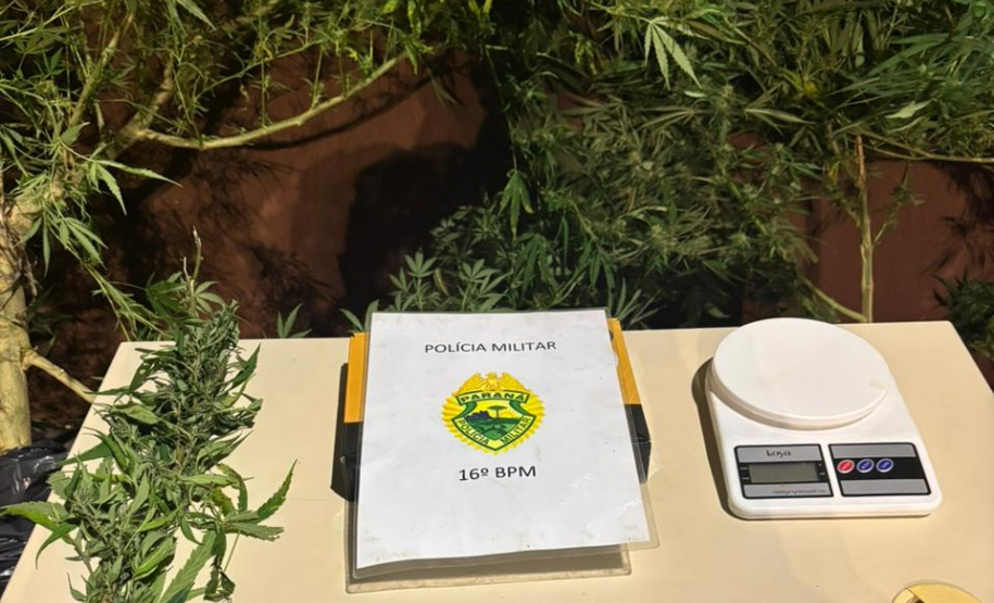 PMPR prende homem por tráfico de drogas e apreende pés de maconha em residência em Pitanga