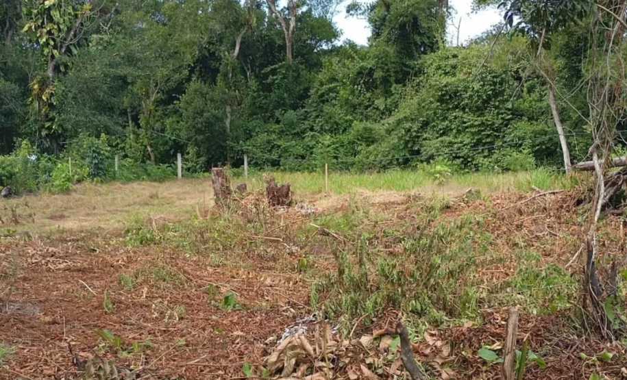 PMPR autua 14 pessoas por desmatamento irregular em área de vegetação nativa