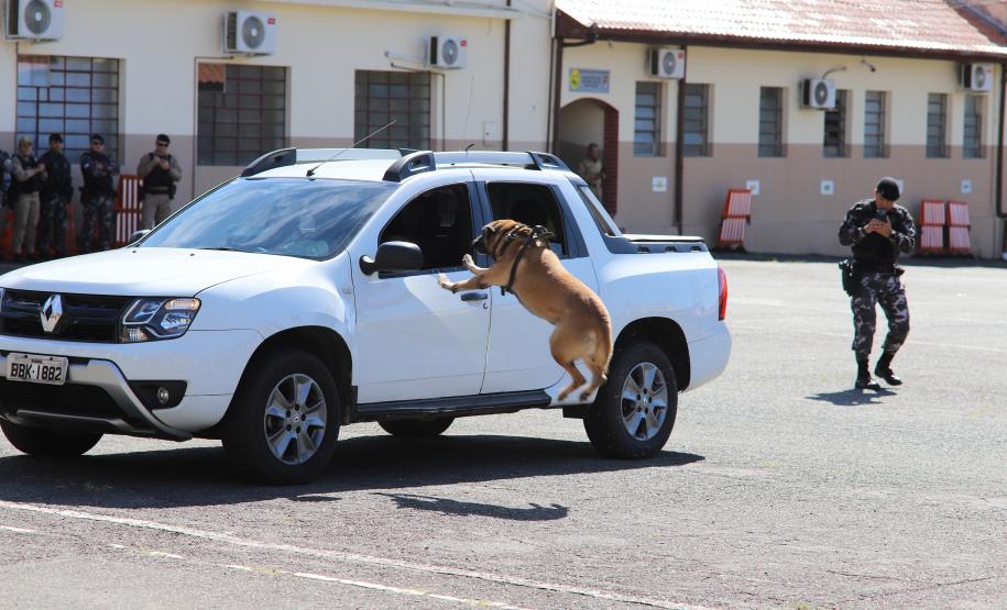 PMPR forma novos policiais especializados no uso de cães e reforça atuação no combate ao crime no Estado