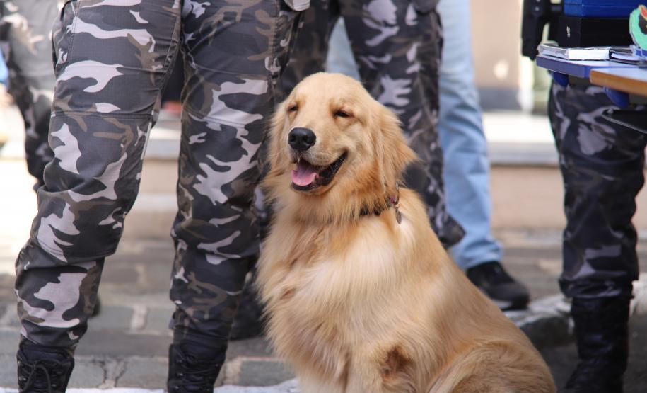 PMPR forma novos policiais especializados no uso de cães e reforça atuação no combate ao crime no Estado