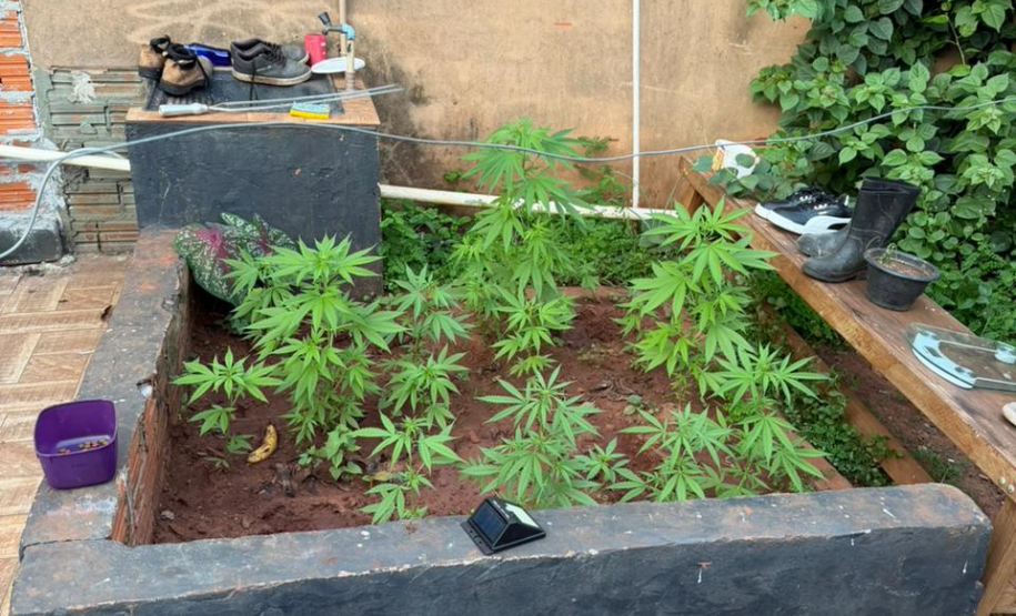 PMPR localiza plantação de maconha e apreende 37 pés da droga em Cianorte