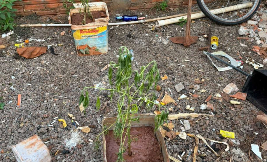 PMPR localiza plantação de maconha e apreende 37 pés da droga em Cianorte