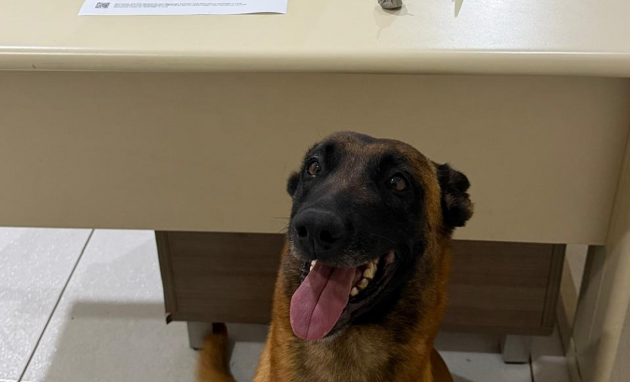 PMPR prende foragido com drogas após tentativa de fuga em Telêmaco Borba