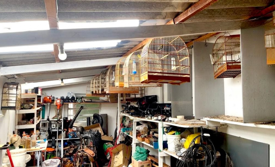 PMPR autua responsável por manter aves silvestres em cativeiro em Medianeira