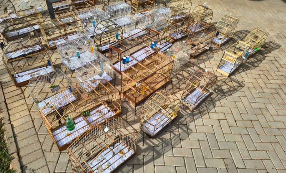 PMPR e IAT apreendem 95 aves e aplicam mais de R$ 400 mil em multas durante operação em Guarapuava
