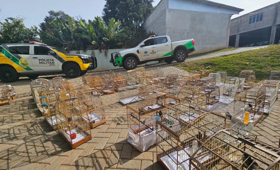 PMPR e IAT apreendem 95 aves e aplicam mais de R$ 400 mil em multas durante operação em Guarapuava