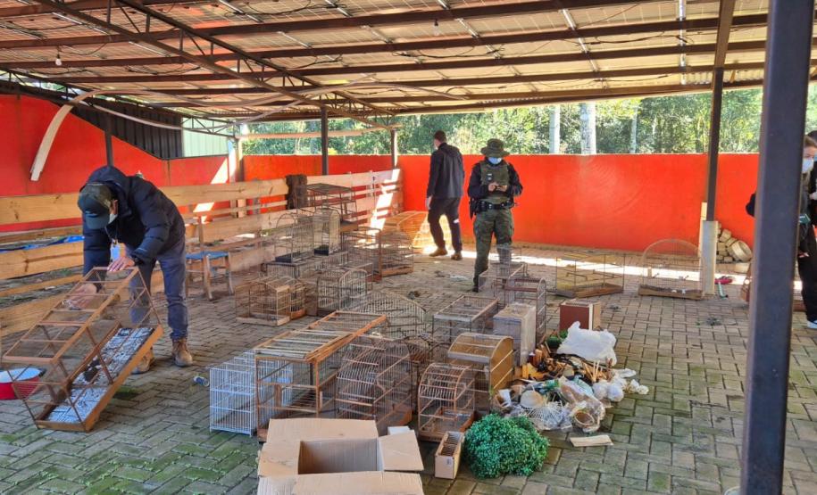 PMPR e IAT apreendem 95 aves e aplicam mais de R$ 400 mil em multas durante operação em Guarapuava