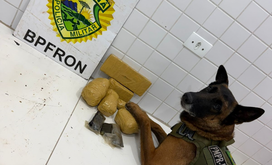 Fiscalizações da PMPR com apoio de cão farejador resultam na apreensão de drogas em Guaíra