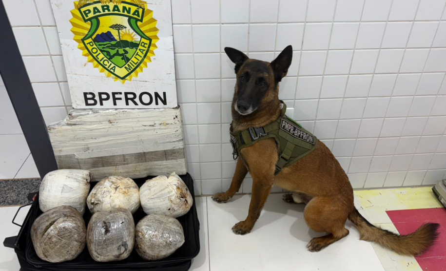 Fiscalizações da PMPR com apoio de cão farejador resultam na apreensão de drogas em Guaíra