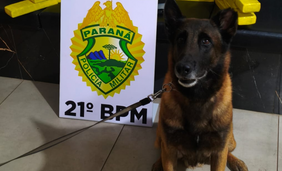 PMPR apreende mais de 25 quilos de maconha em ônibus interestadual em Francisco Beltrão