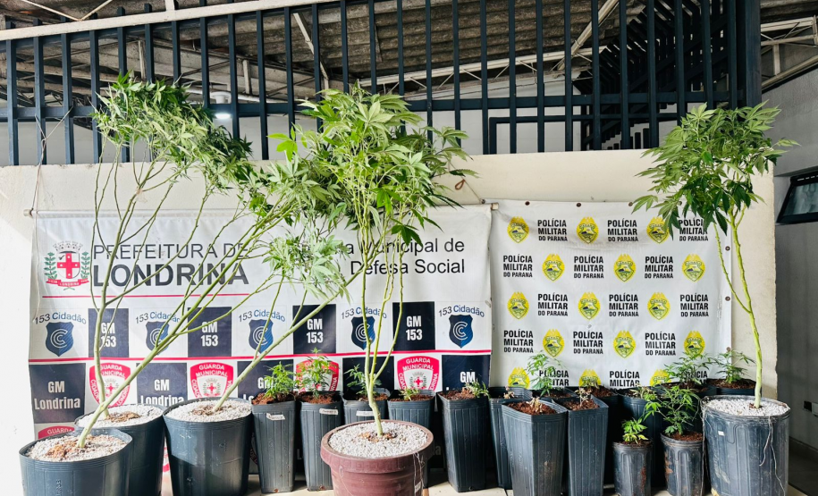 PMPR apreende plantação de maconha e prende homem em Londrina