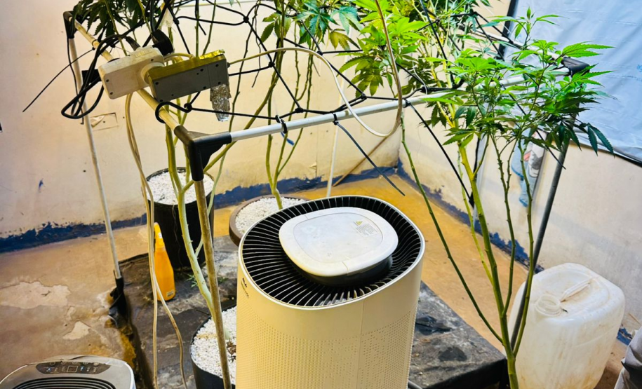 PMPR apreende plantação de maconha e prende homem em Londrina