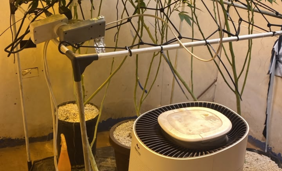 PMPR apreende plantação de maconha e prende homem em Londrina