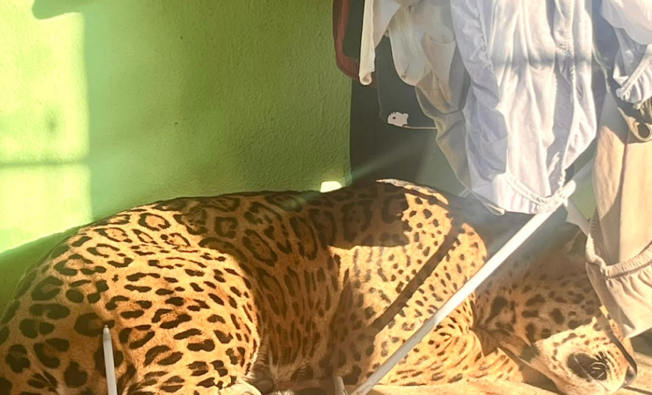 PMPR resgata onça-pintada em área residencial de Foz do Iguaçu