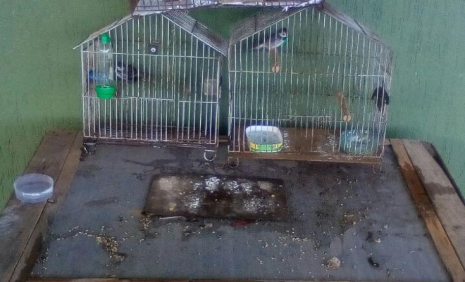 Pássaros silvestres são resgatados e três pessoas são autuadas em Antonina, Litoral do estado Pássaros silvestres são resgatados e três pessoas são autuadas em Antonina, Litoral do estado