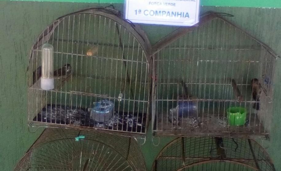 Pássaros silvestres são resgatados e três pessoas são autuadas em Antonina, Litoral do estado Pássaros silvestres são resgatados e três pessoas são autuadas em Antonina, Litoral do estado