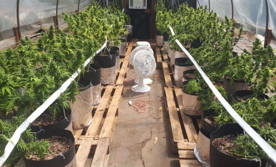 PM localiza 550 pés de maconha e 3 quilos da droga durante incêndio a clínica de reabilitação em Londrina PM localiza 550 pés de maconha e 3 quilos da droga durante incêndio a clínica de reabilitação em Londrina