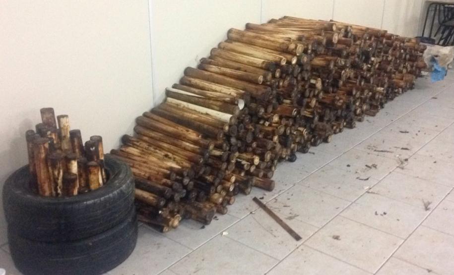 Maior apreensão de palmito dos últimos anos é feita pelo Batalhão de Polícia Ambiental em Adrianópolis