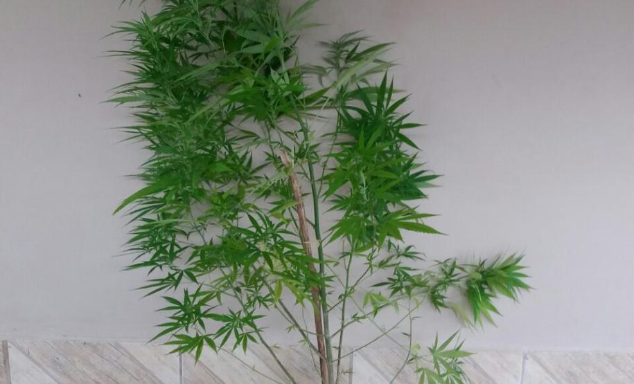 PM apreende crack, pé de maconha e dinheiro em abordagens no Litoral do estado