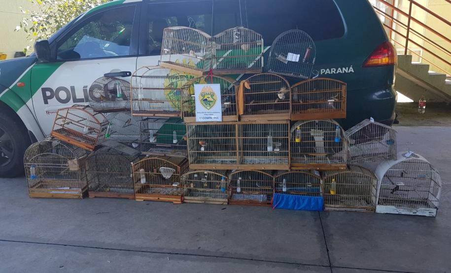 Operação em Paranaguá resulta em 22 aves silvestres resgatadas e seis pessoas encaminhadas Operação em Paranaguá resulta em 22 aves silvestres resgatadas e seis pessoas encaminhadas