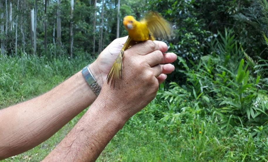 Operação em Paranaguá resulta em 22 aves silvestres resgatadas e seis pessoas encaminhadas Operação em Paranaguá resulta em 22 aves silvestres resgatadas e seis pessoas encaminhadas