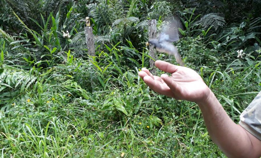 Operação em Paranaguá resulta em 22 aves silvestres resgatadas e seis pessoas encaminhadas Operação em Paranaguá resulta em 22 aves silvestres resgatadas e seis pessoas encaminhadas