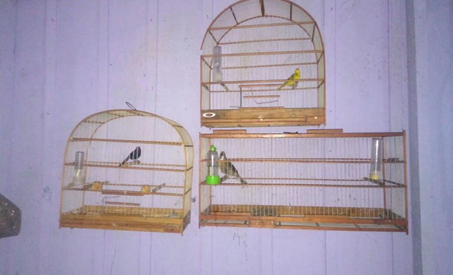 PM apreende drogas, dinheiro, espingarda, simulacro e pássaros silvestres na Capital do estado PM apreende drogas, dinheiro, espingarda, simulacro e pássaros silvestres na Capital do estado