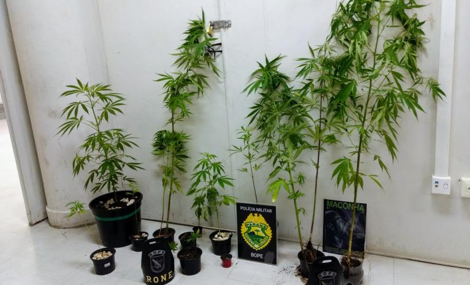 Plantação de maconha e arma de fogo são localizadas pelo BOPE em Curitiba e RMC Plantação de maconha e arma de fogo são localizadas pelo BOPE em Curitiba e RMC