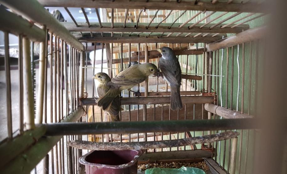 Em Morretes e Antonina, 21 aves silvestres são resgatadas e uma arma de fogo é apreendida