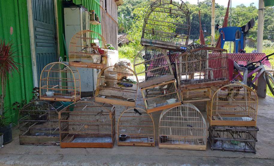 Em Morretes e Antonina, 21 aves silvestres são resgatadas e uma arma de fogo é apreendida