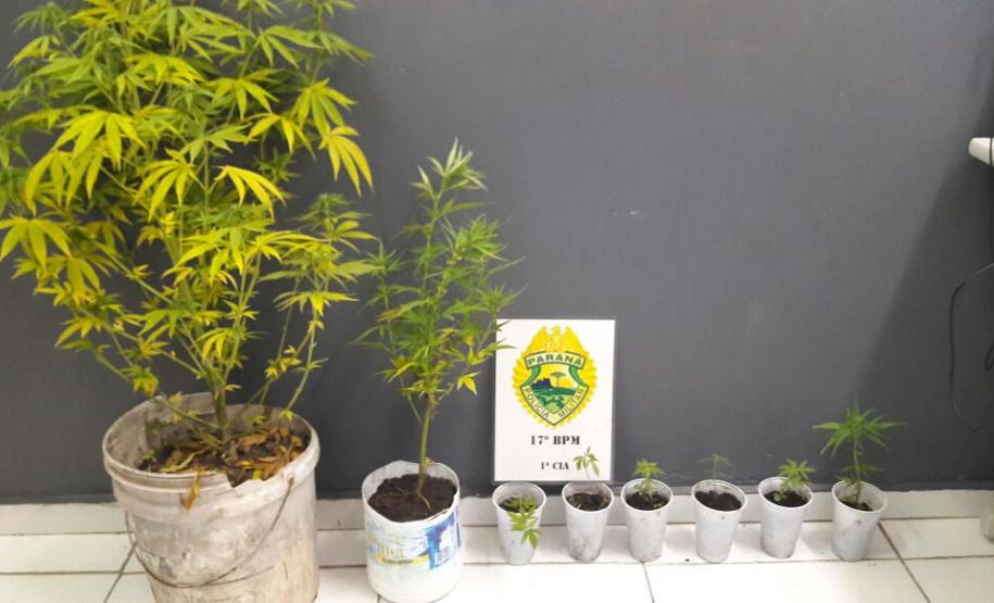 PM apreende arma de fogo, veículo e encontra plantação de maconha na RMC