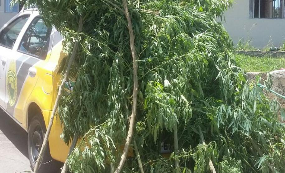 Equipe da PM recebe denúncia e apreende pés de maconha que totalizaram 48 quilos na RMC