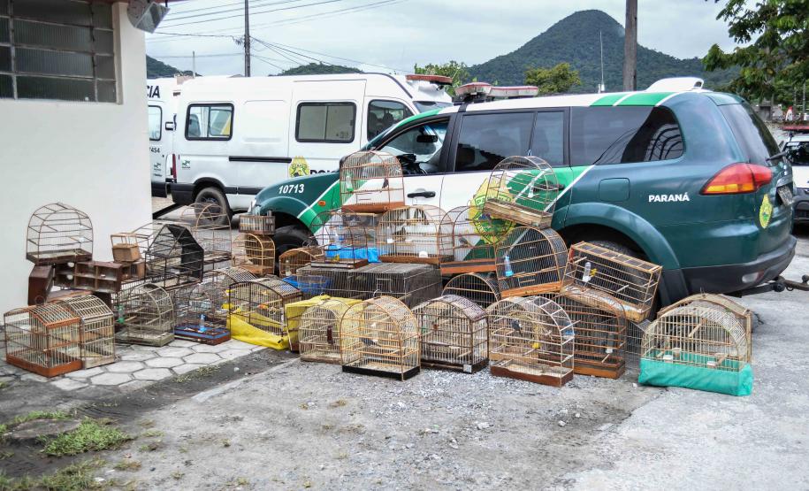 16 02 18 MatinhosResgaste de aves que estavam prontas para serem comercializadas ilegalmente