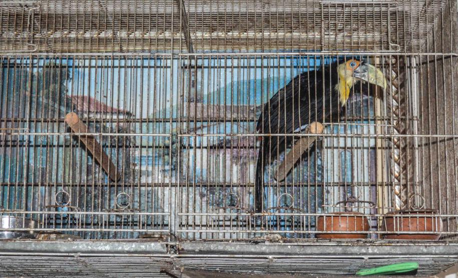 16 02 18 MatinhosResgaste de aves que estavam prontas para serem comercializadas ilegalmente