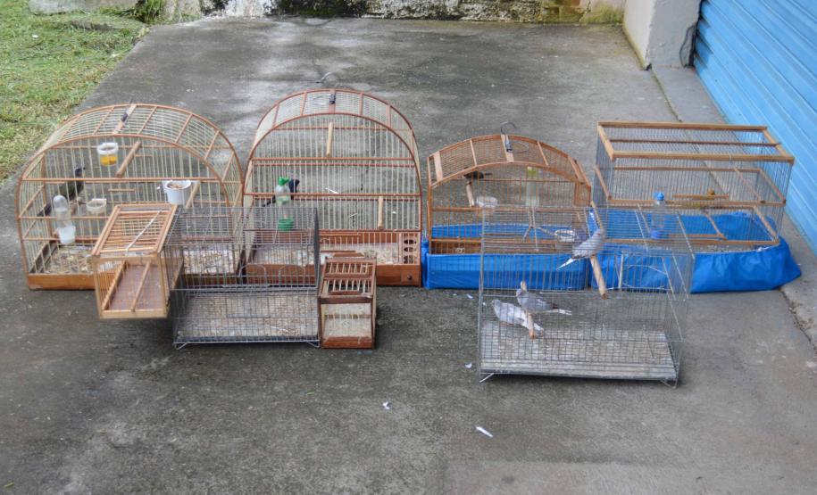 16 02 18 MatinhosResgaste de aves que estavam prontas para serem comercializadas ilegalmente