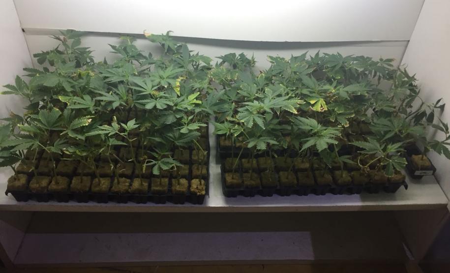 PM apreende 155 mudas de maconha, carregadores, munições, fertilizantes e demais materiais em Colombo