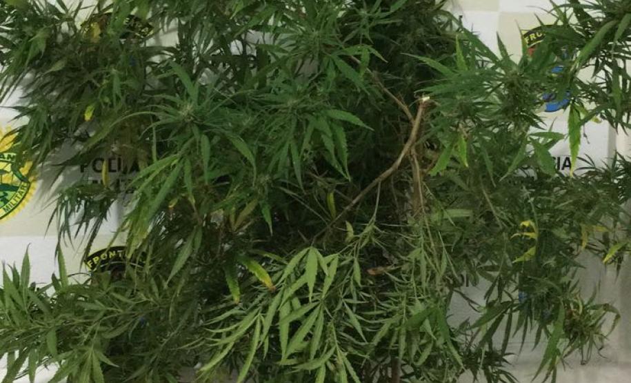 BPFron apreende pés de maconha, compridos de ecstasy e mercadorias contrabandeadas no Oeste do estado