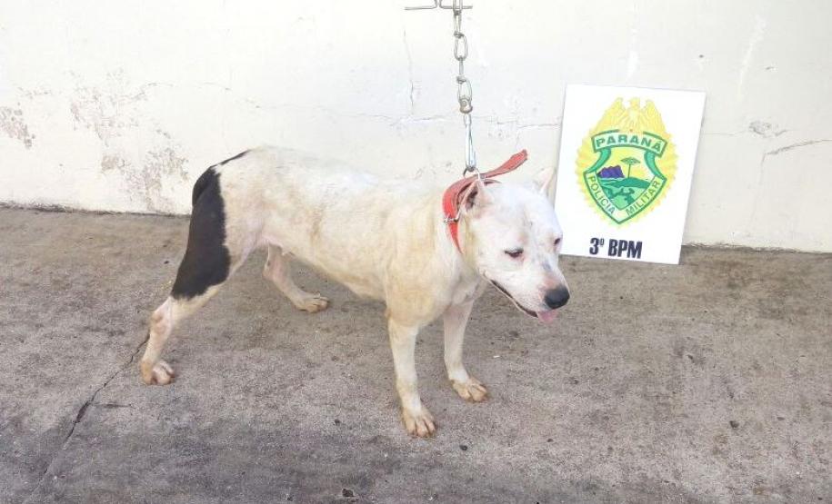 PM recupera cachorra de estimação em Palmas (PR), no Sudoeste do estado