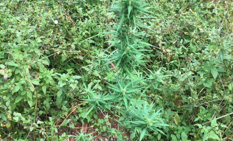 Drogas e dinheiro são apreendidos pelo BOPE em situações distintas na Capital Drogas e dinheiro são apreendidos pelo BOPE em situações distintas na Capital