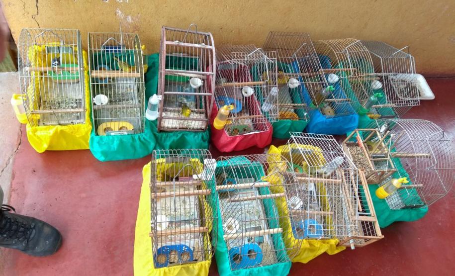 Pássaros silvestres são resgatados durante abordagem da PM no Norte do estado Pássaros silvestres são resgatados durante abordagem da PM no Norte do estado