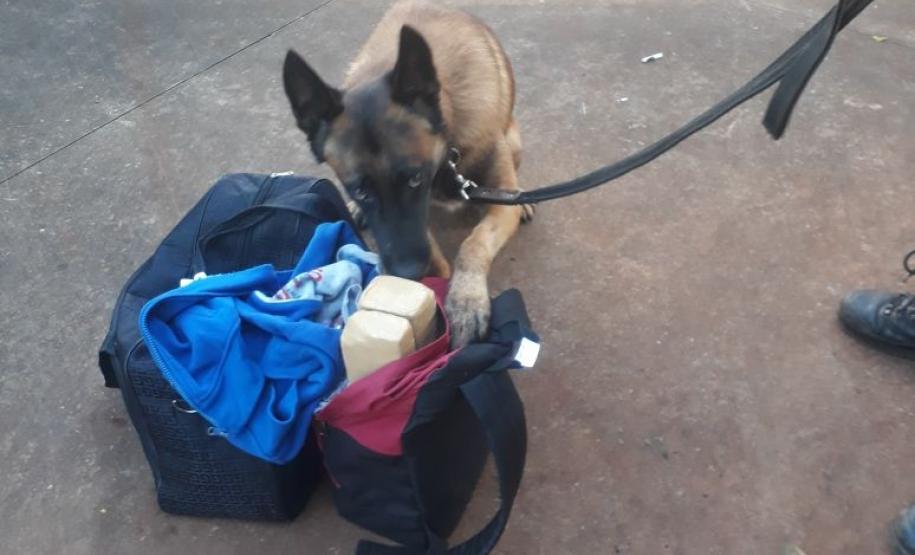 BPFron apreende 6,3 quilos de maconha com adolescente em ônibus no Oeste do estado