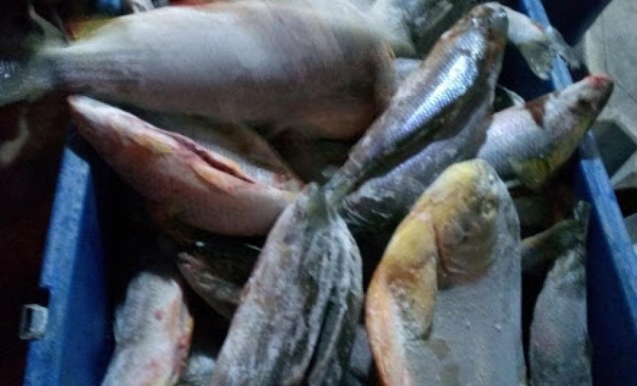BPAmb-FV apreende peixes que seriam comercializados de maneira irregular no Noroeste do PR