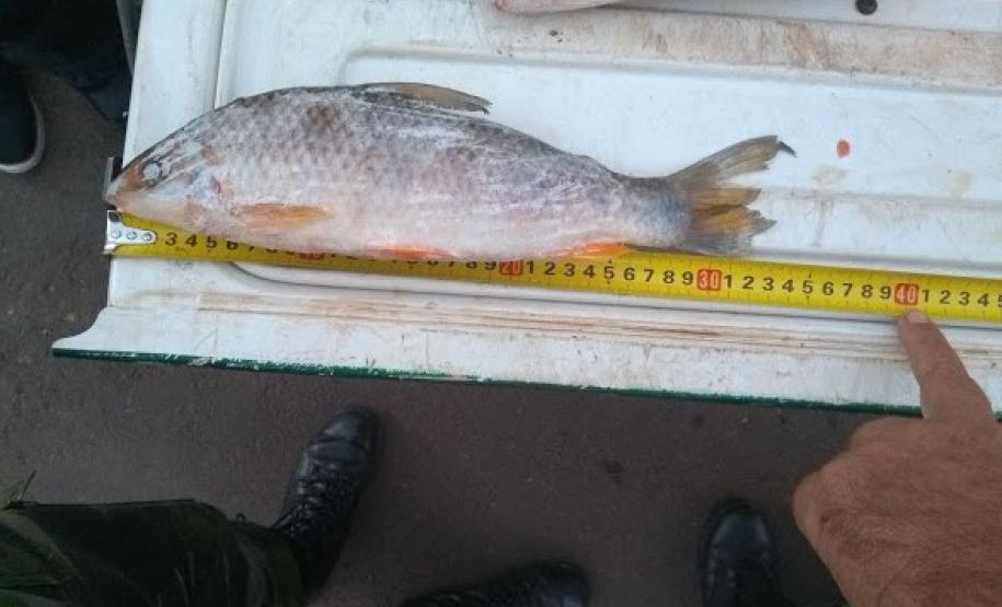 BPAmb-FV apreende peixes que seriam comercializados de maneira irregular no Noroeste do PR