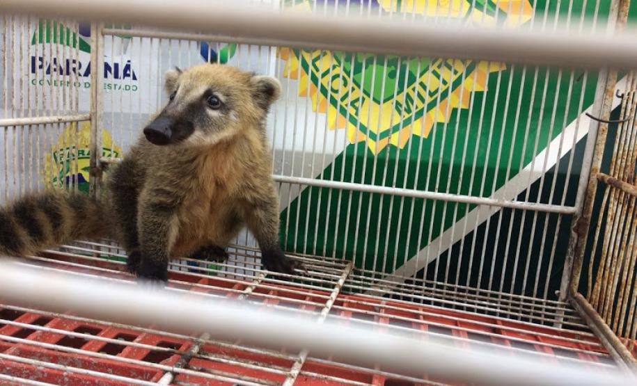 Filhote de quati e aves silvestres são resgatados pela PM em Cruzeiro do Oeste (PR), no Noroeste do estado