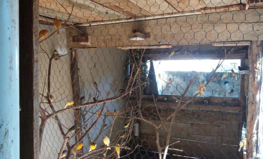 Pássaros silvestres mantidos em cativeiro são apreendidos pela PM em Cambé