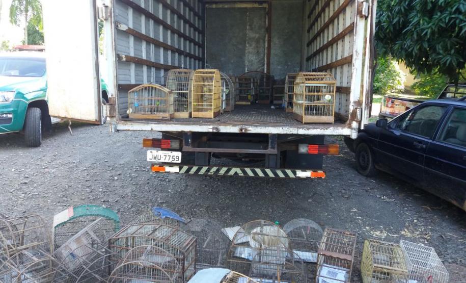 Pássaros silvestres mantidos em cativeiro são apreendidos pela PM em Cambé