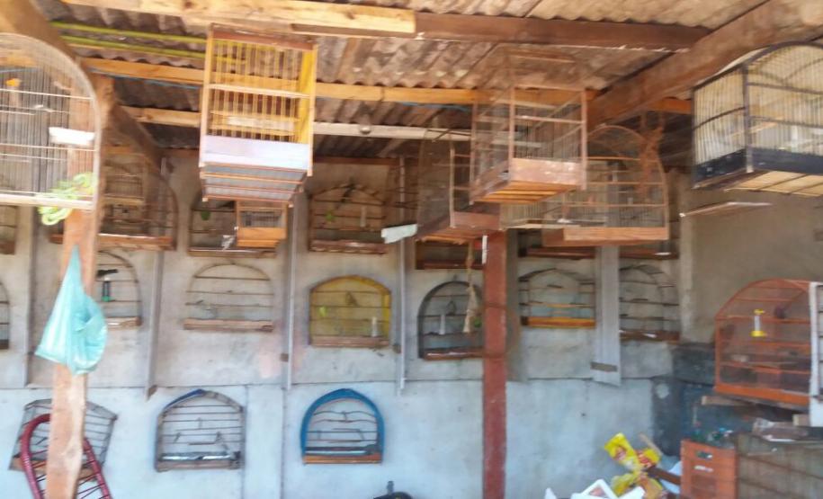 Pássaros silvestres mantidos em cativeiro são apreendidos pela PM em Cambé