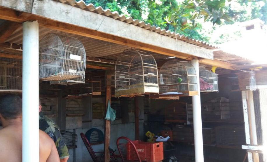 Pássaros silvestres mantidos em cativeiro são apreendidos pela PM em Cambé